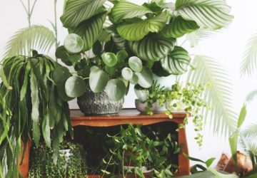 Miracle Plants That Help You Sleep Better